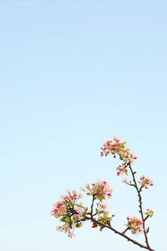 櫻花