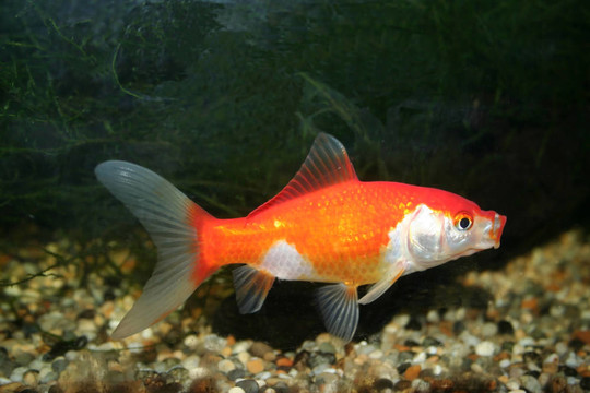 金魚(yú)與復(fù)制空間