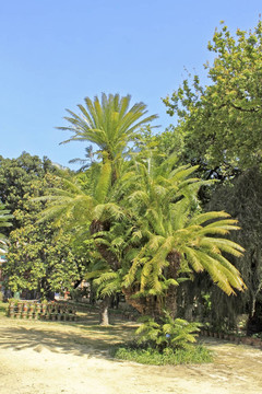 Cycas circinnalis