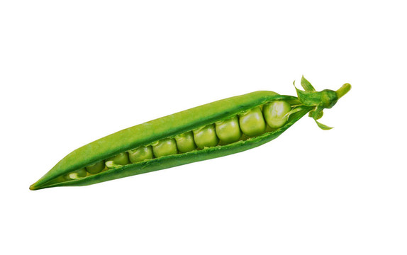 豆莢里的豌豆