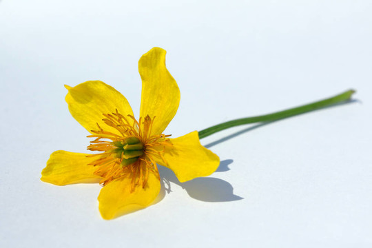 中間的黃花