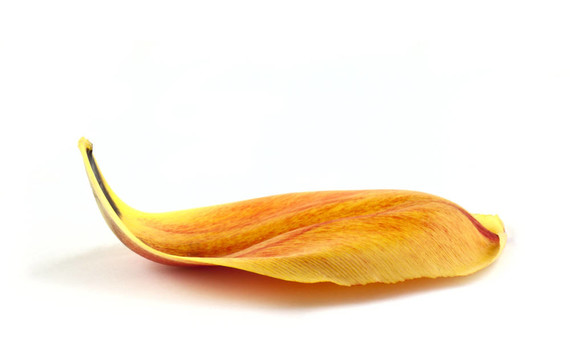 郁金香黃色花瓣