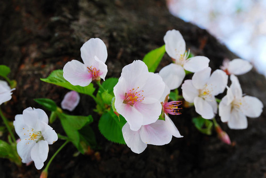 櫻花