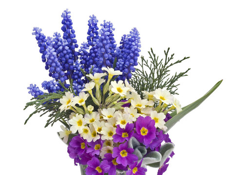 Sprigs Muscari和報春花的背景