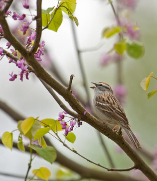 碎裂的麻雀；Spizella paserina