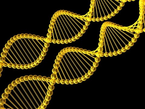 基因在DNA