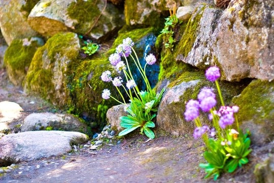 花