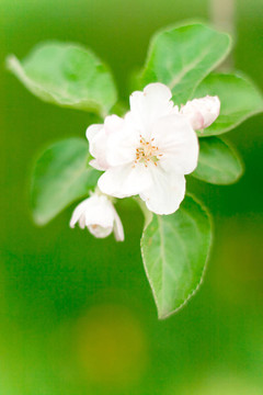 蘋果花