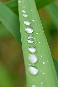 雨在草葉扣分