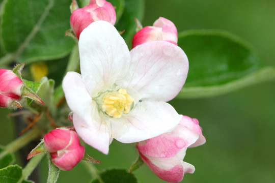 蘋果樹開花