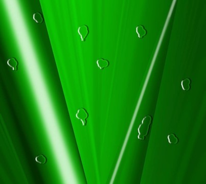 水滴綠葉子-高分辨率