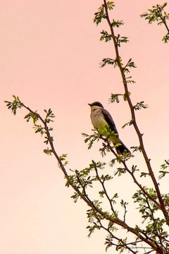 鳥(niǎo)在樹(shù)上