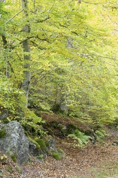 山毛櫸林