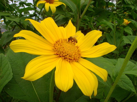 蜜蜂