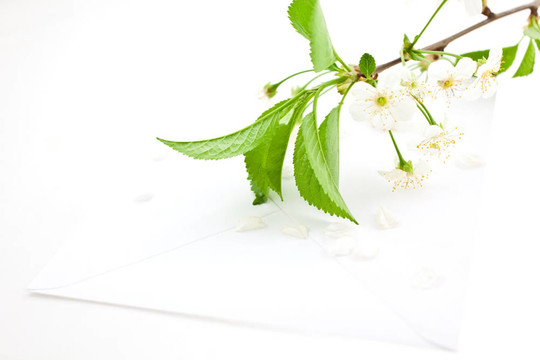 盛開的櫻花樹枝上的空白信封