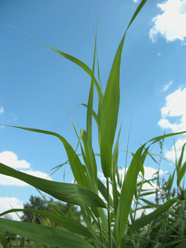 蘆葦葉對(duì)著天空