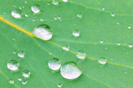 桉樹(shù)水滴