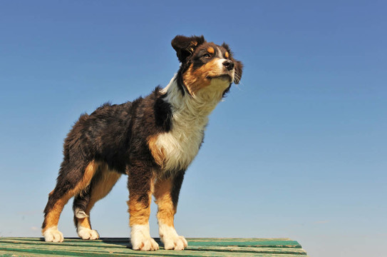 小狗的澳大利亞牧羊犬