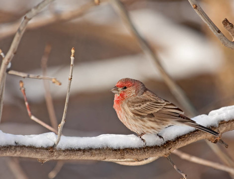 宅男雀；Carpodacus mexicanus