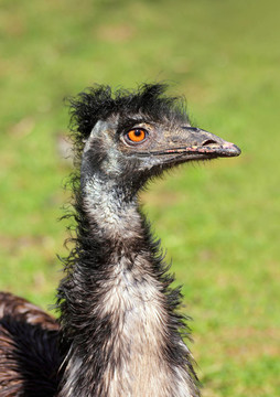 奇異鴕鳥頭