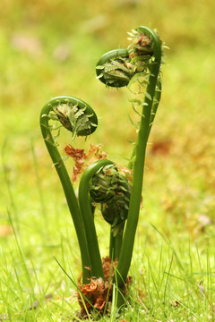 特色蕨菜