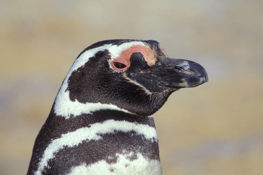 Magellenic penguin。