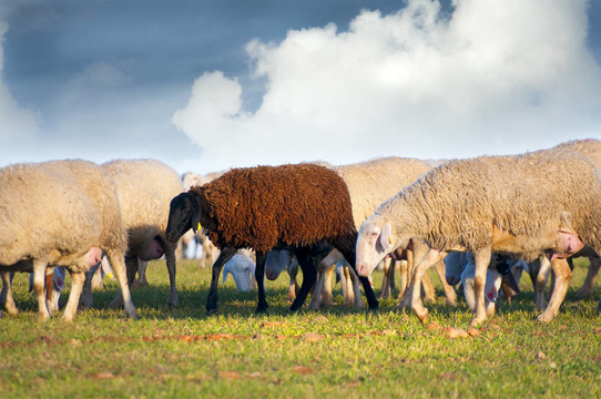 在草地上的羊；black sheep