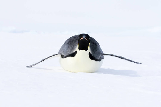 皇帝企鵝（Aptenodytes forsteri）