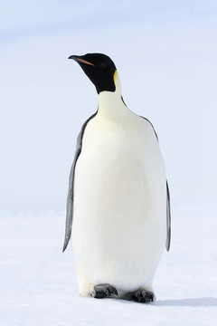 皇帝企鵝（Aptenodytes forsteri）