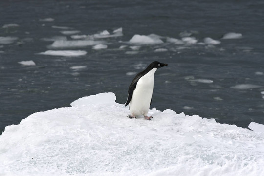 Adelie penguin（Pygoscelis adeliae）