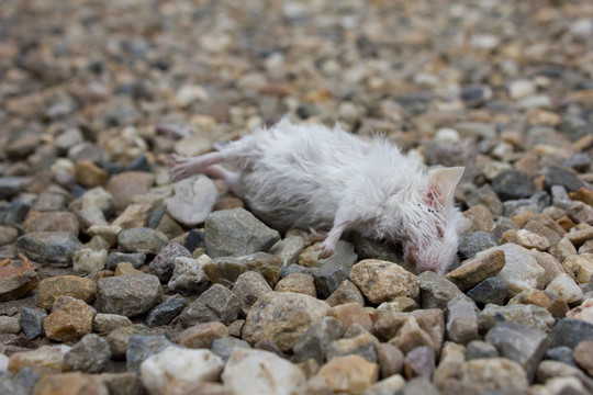 死老鼠