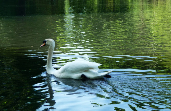 在情人公園的天鵝