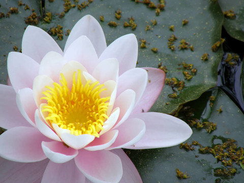 水百合