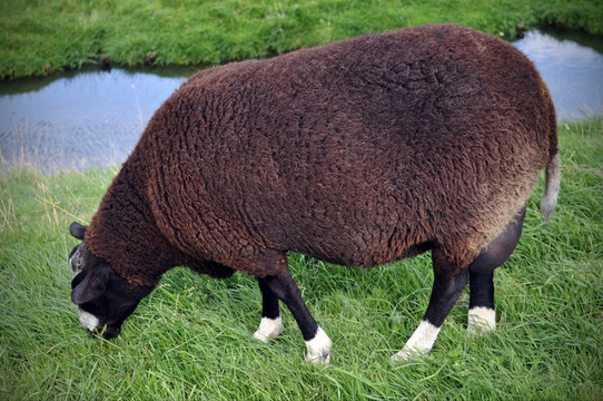 Black Sheep