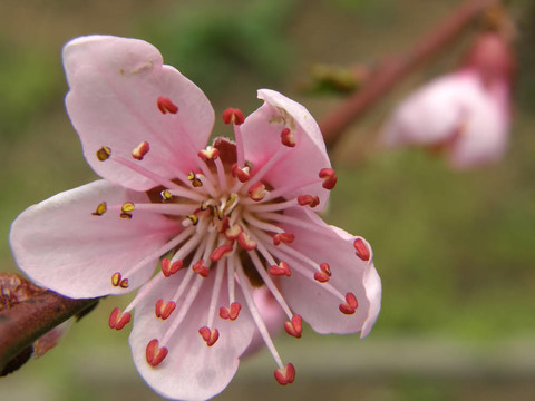 桃花之花