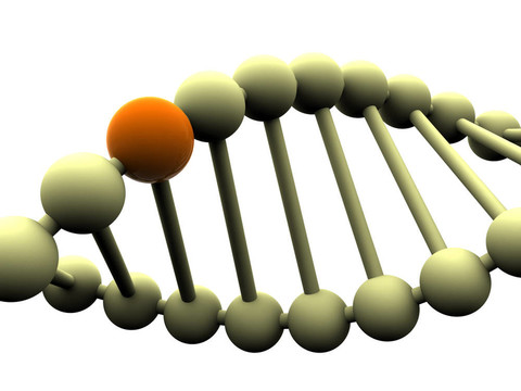 基因在DNA