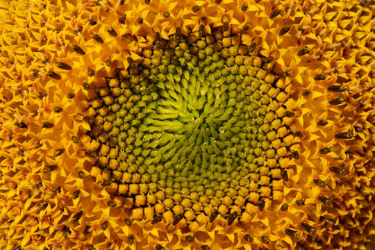 太陽花
