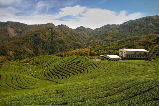 八卦臺灣茶園