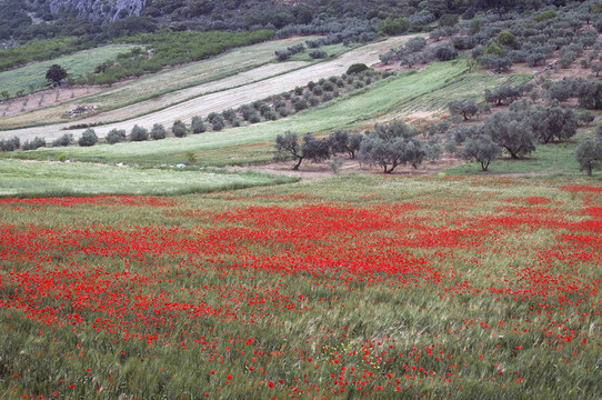 罌粟田野；Papaver rhoeas