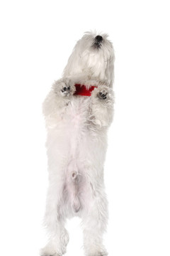 比熊幼犬
