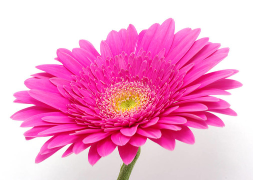 美麗的非洲菊