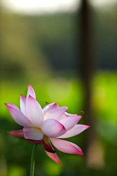 美麗的蓮花背景使用