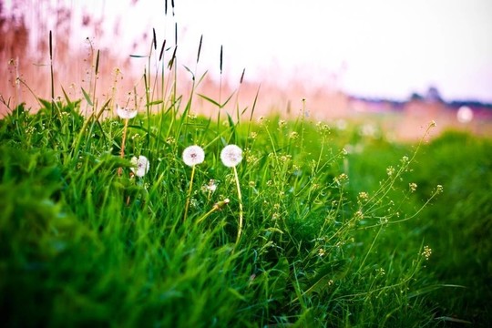 野生植物