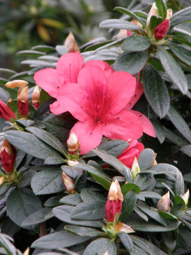 一種杜鵑花。杜鵑花
