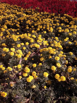 小菊花