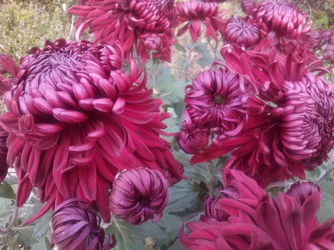 菊花