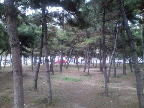 小樹林