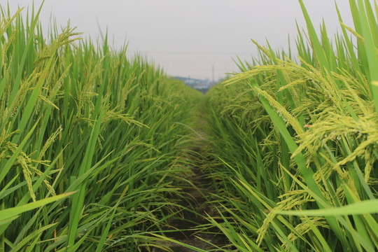 農(nóng)業(yè)