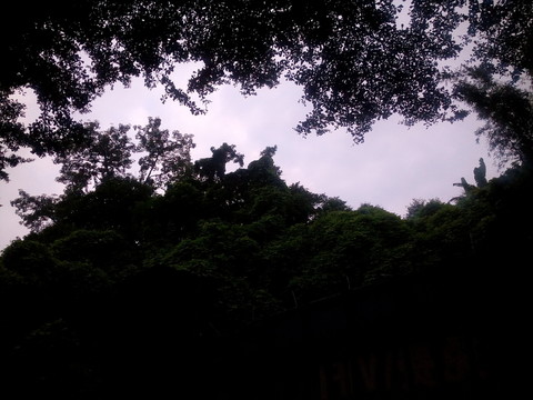 樹影天空