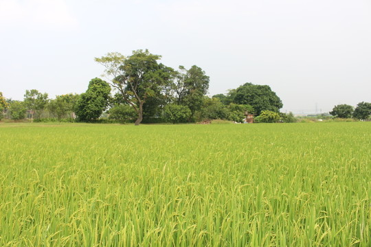 田園風(fēng)光